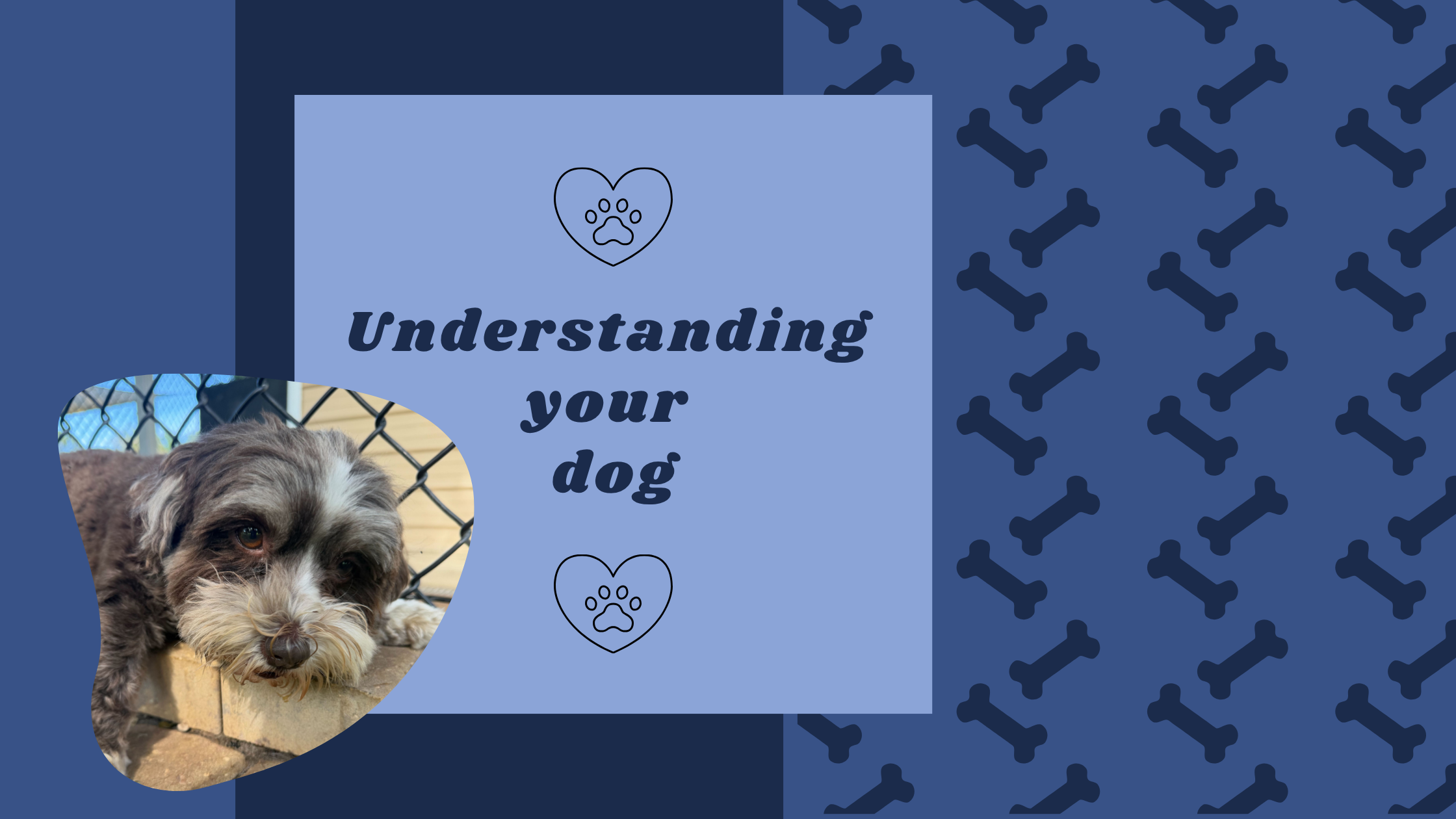 Understanding Your Dog: What Changes in Behavior May Be Trying to Tell You