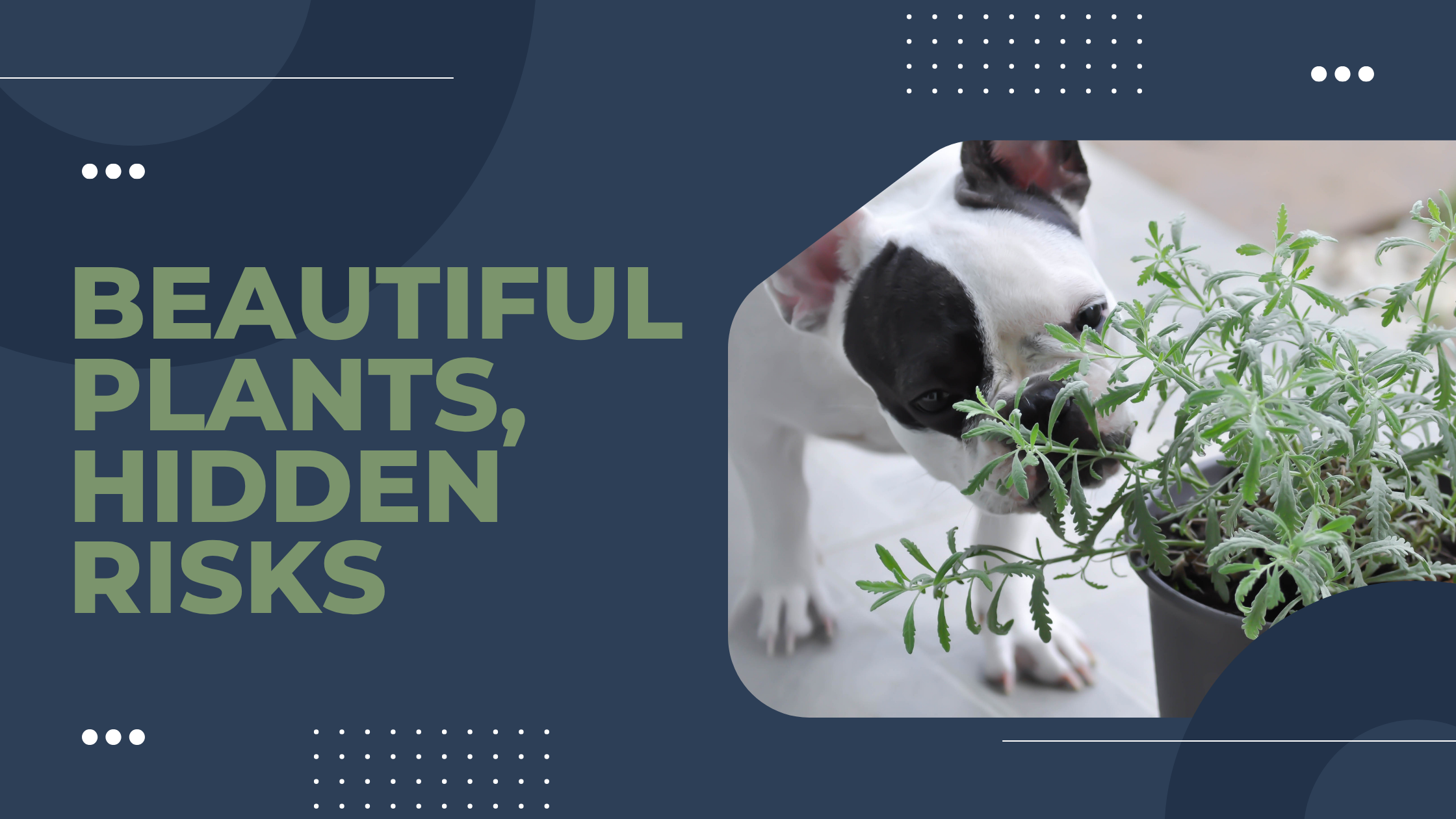 Dangerous Plants Every Pet Owner Should Know