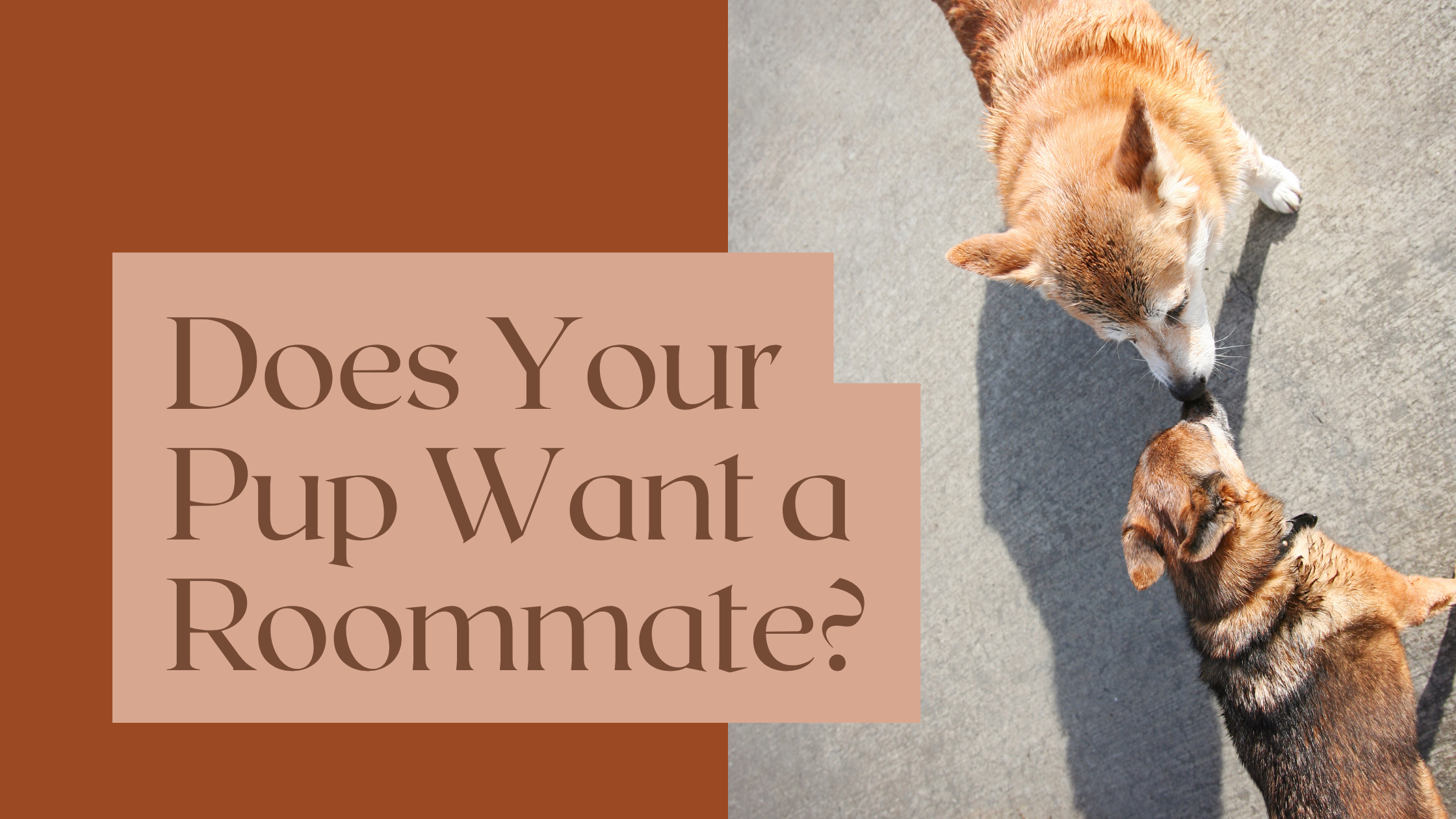 Does My Dog Need Another Dog? How to Know If a Second Dog Is Right