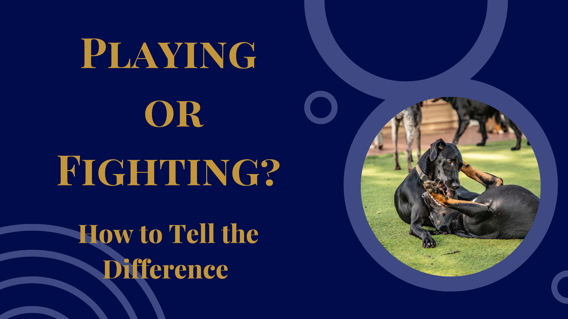 Is Your Dog Playing or Fighting? Signs Every Dog Parent Should Know