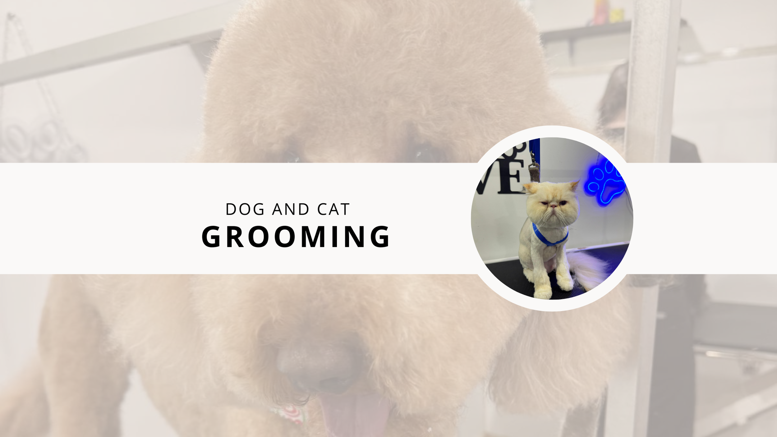 How Often Should You Groom a Doodle?