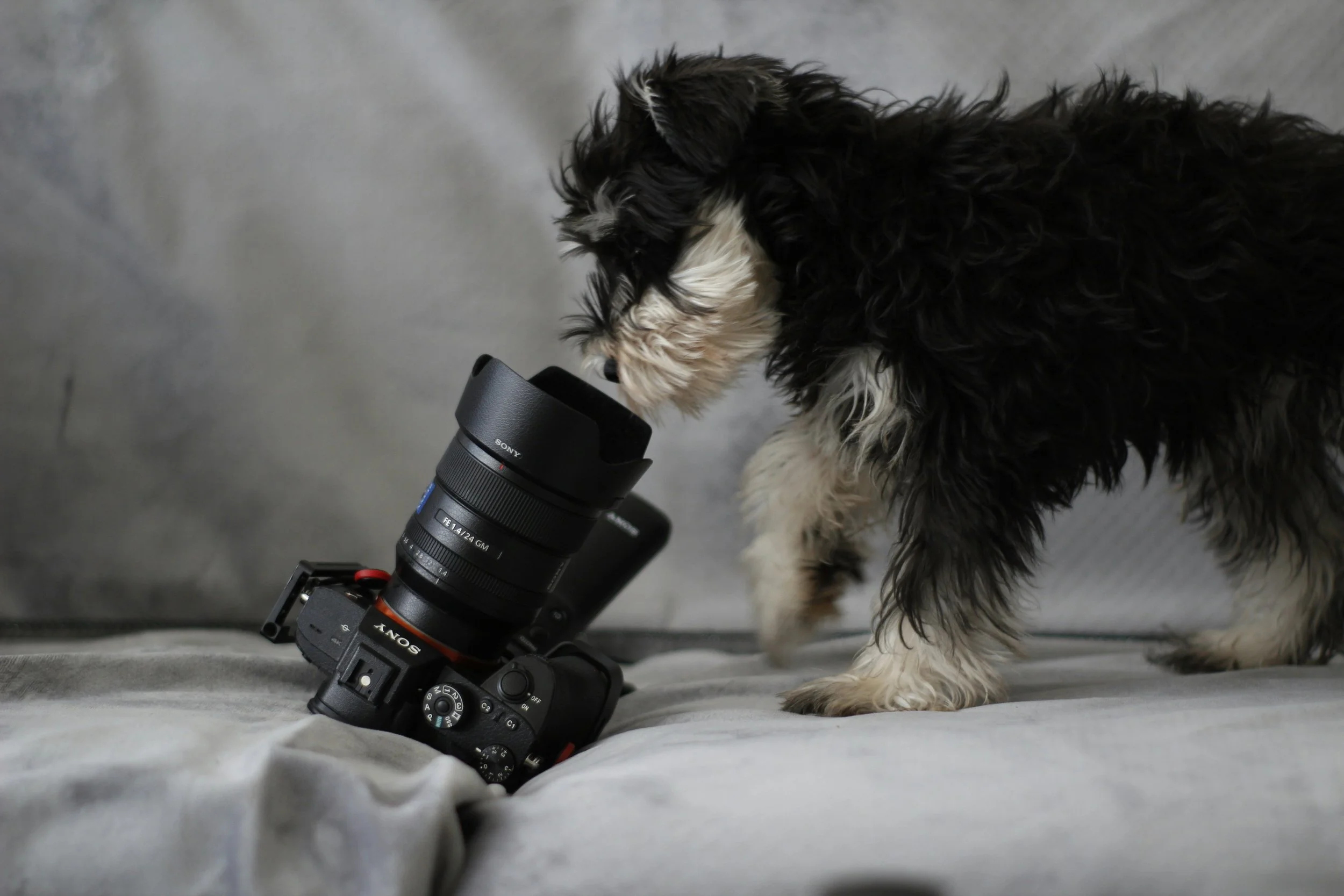 Photo by <a href="https://unsplash.com/@hkyu?utm_content=creditCopyText&utm_medium=referral&utm_source=unsplash">Hkyu Wu</a> on <a href="https://unsplash.com/photos/black-and-white-long-coated-small-dog-lying-on-gray-textile-ErVsuD5DWlw?utm_content=c