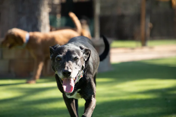 A happy dog playing on the turf
