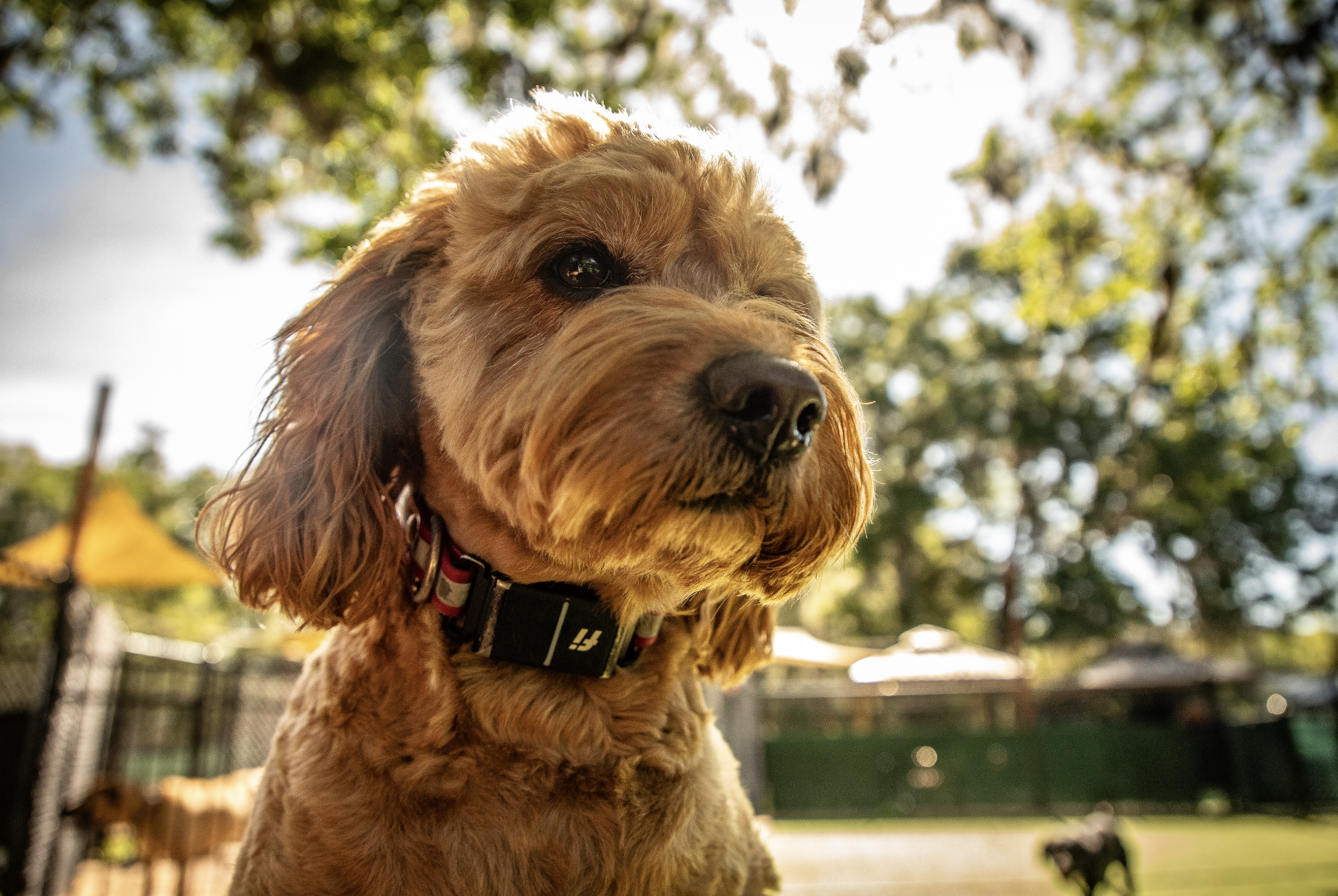 groomed cute dog