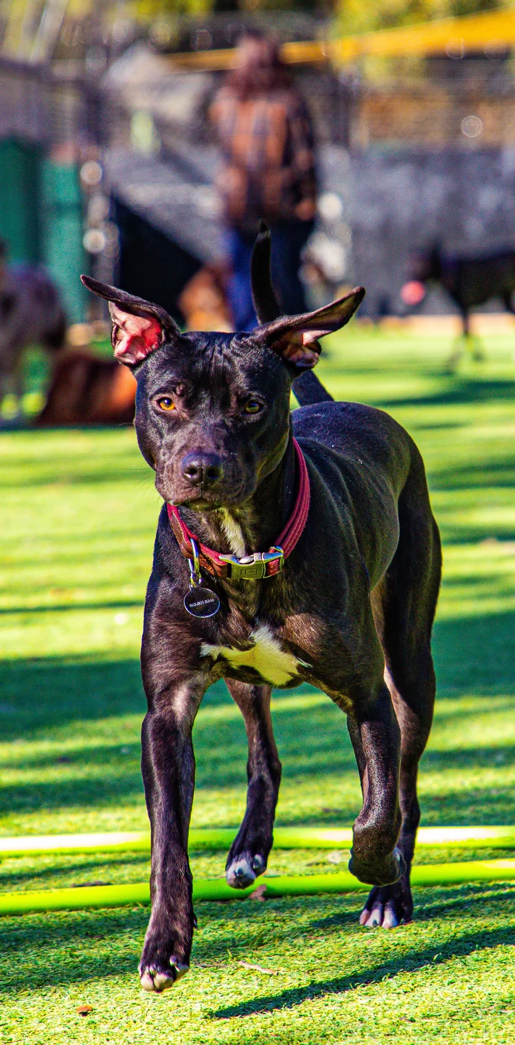 A dog relaxing in the play yard