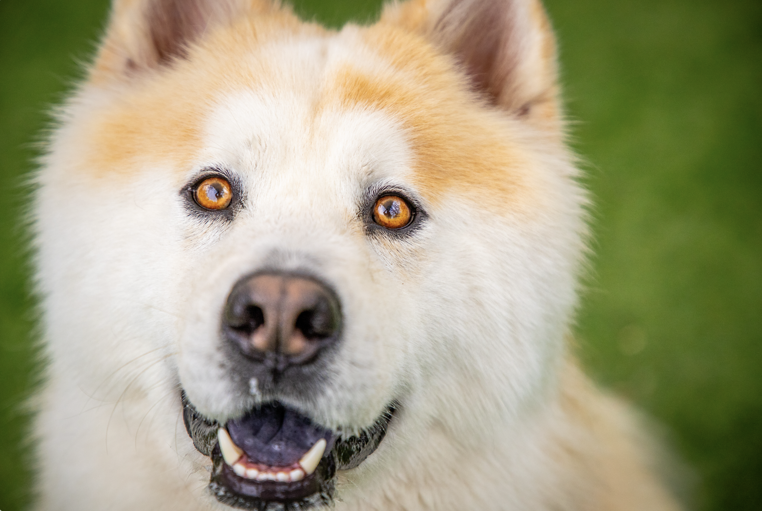 Screenshot 2026-03-31 at 11.27.54.png