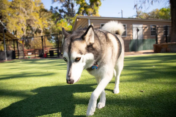 A husky running across the turf