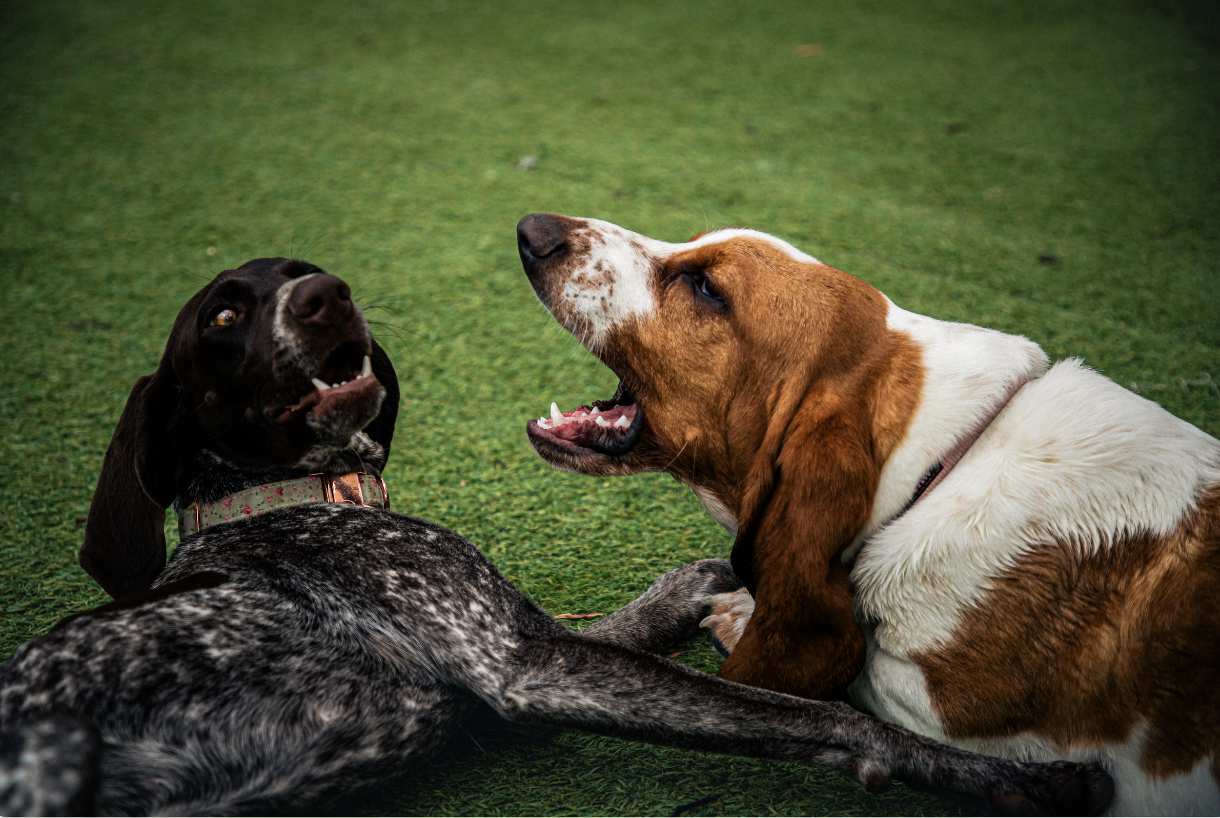 Screenshot 2026-03-31 at 11.44.47.png