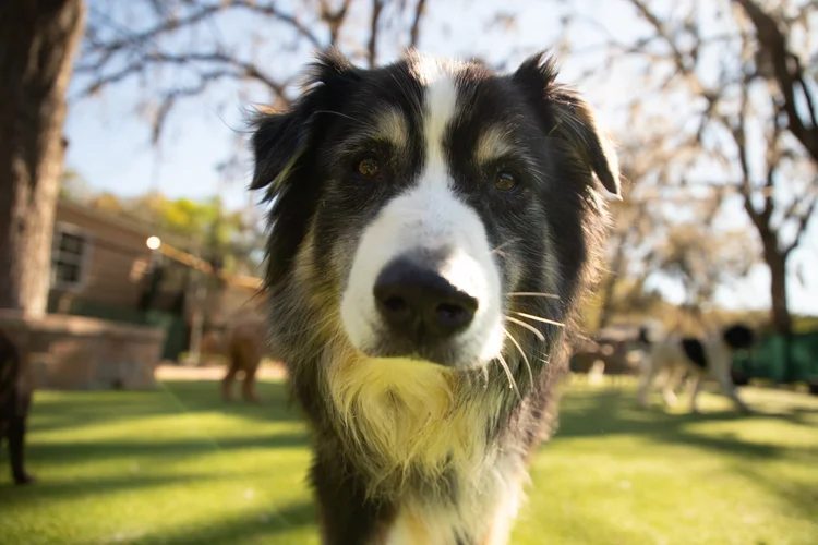 A fluffy dog posing in the yard