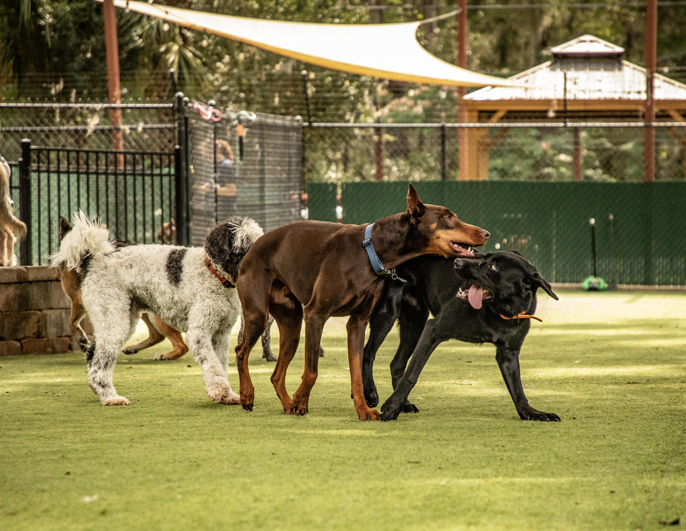 dogs playing