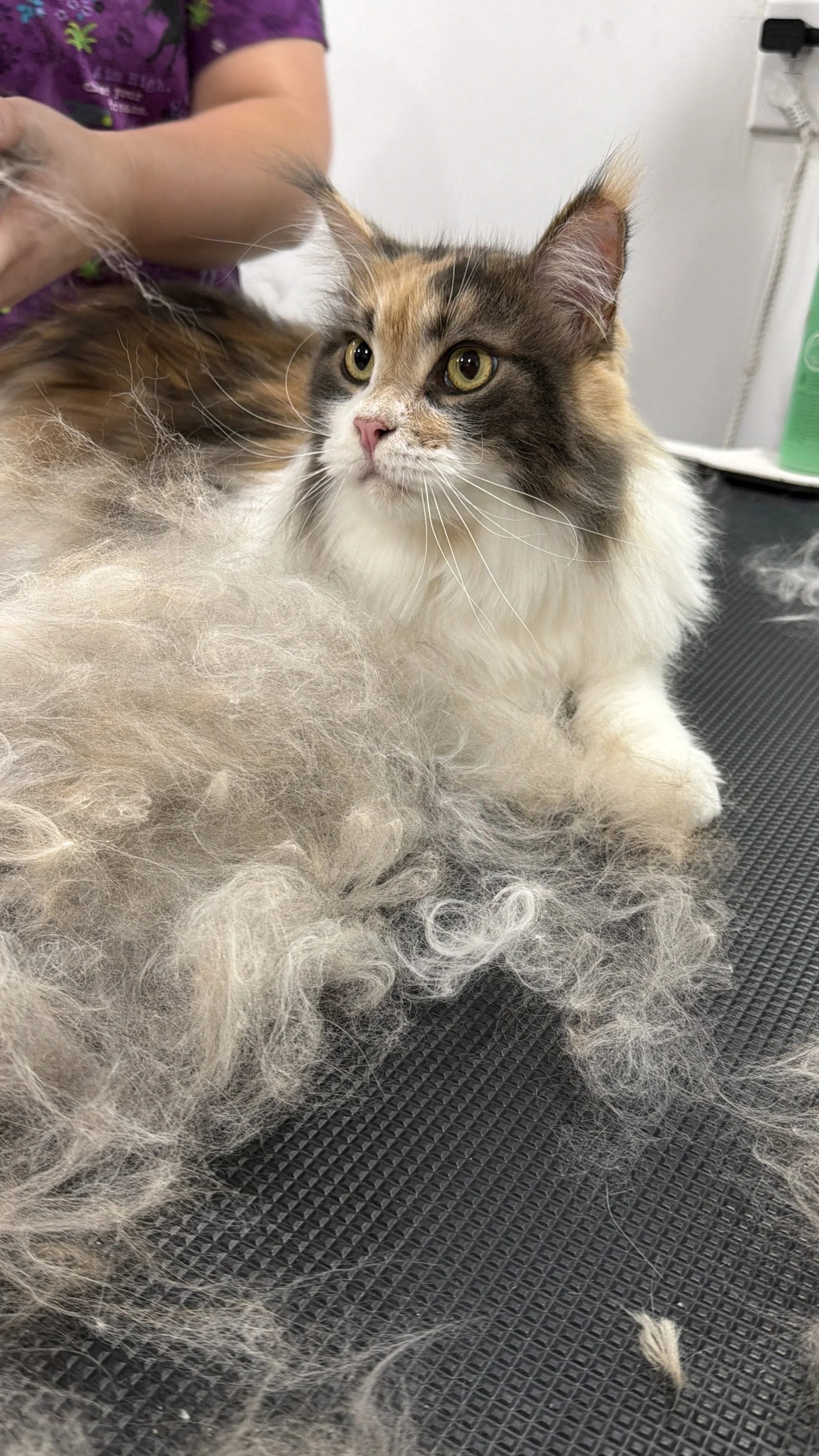 cat grooming