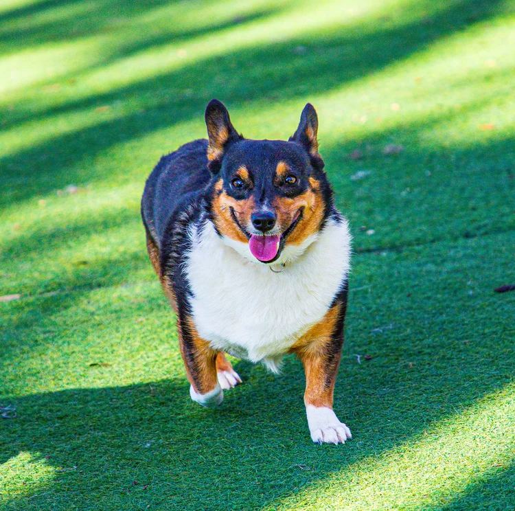 A corgi trotting toward the camera