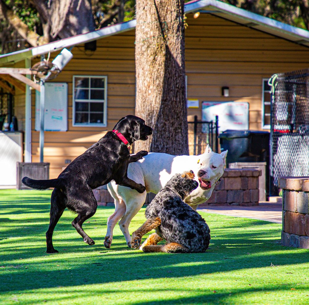 Dogs playing outside the Jazz's Wonderland boarding building