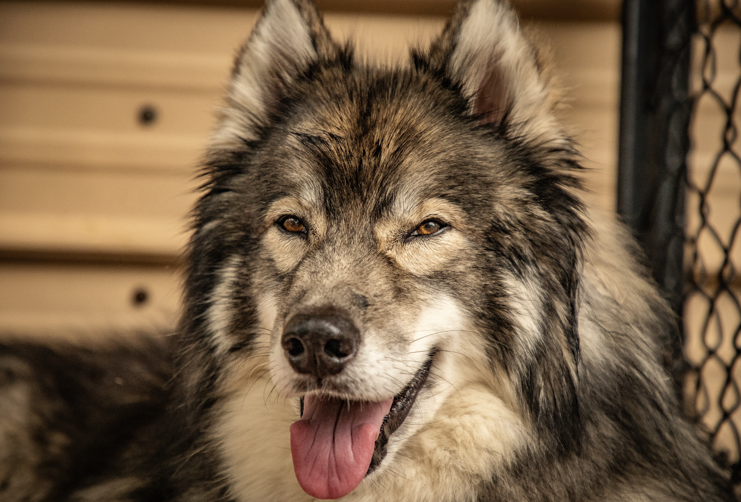 cute groomed dog