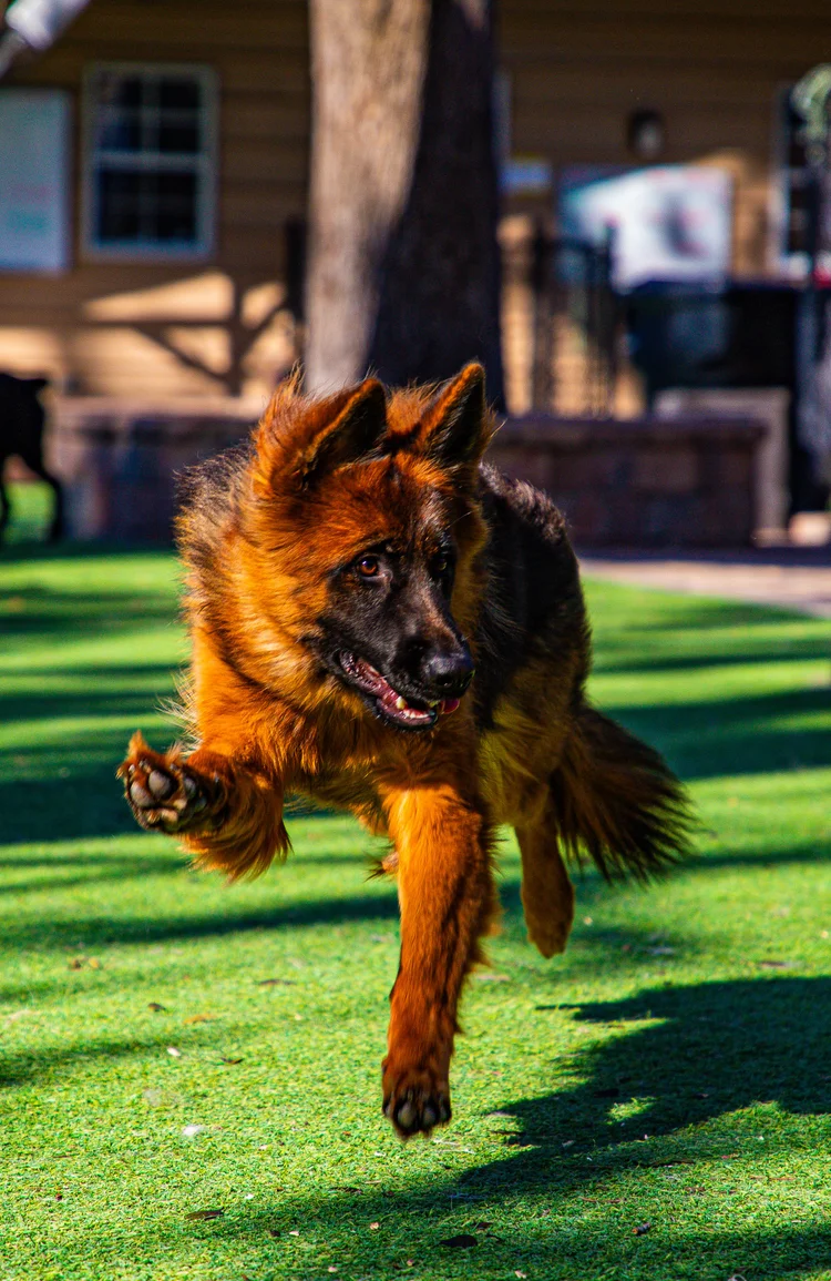 A German shepherd mid-play