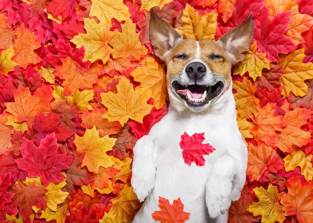 Picture of Does Weather Affect My Dog's Behavior? — Jazz's Wonderland