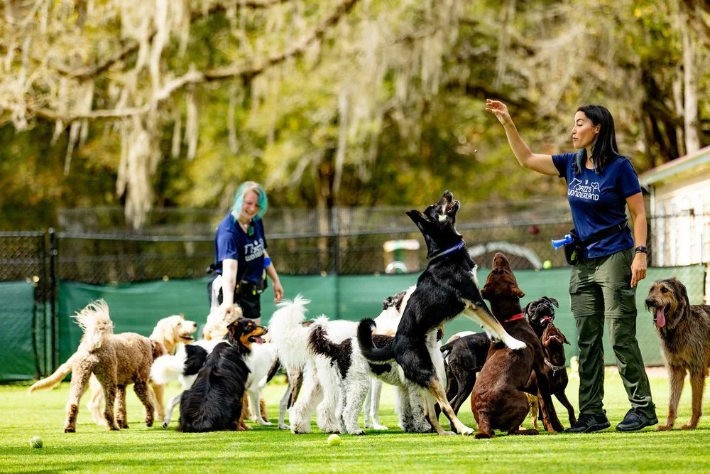 Jazz's Wonderland staff playing with dogs in the outdoor yard in Gainesville, FL