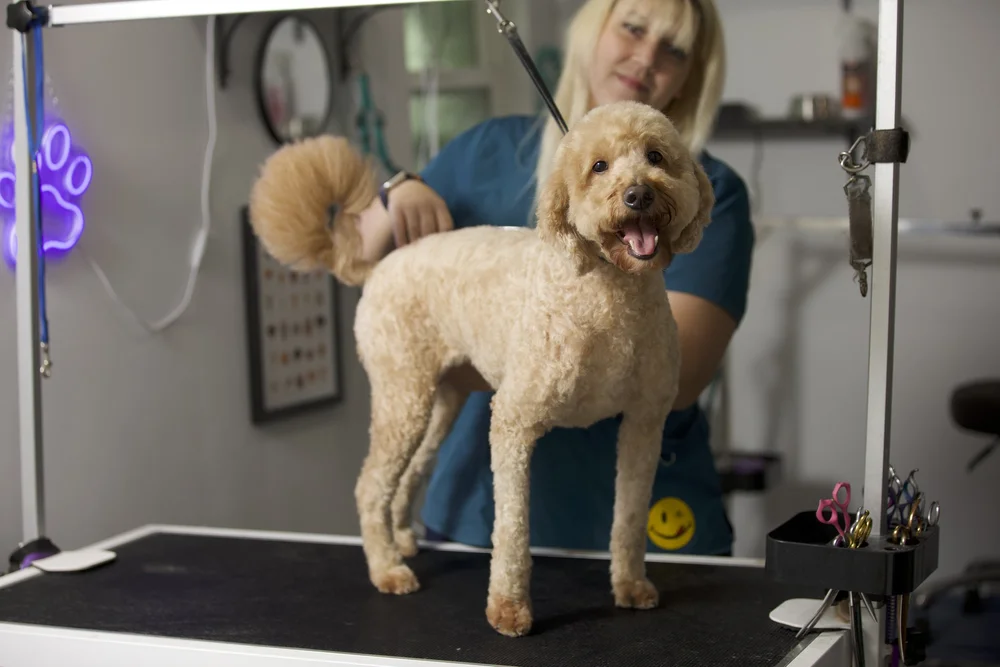 A freshly groomed doodle on the grooming table