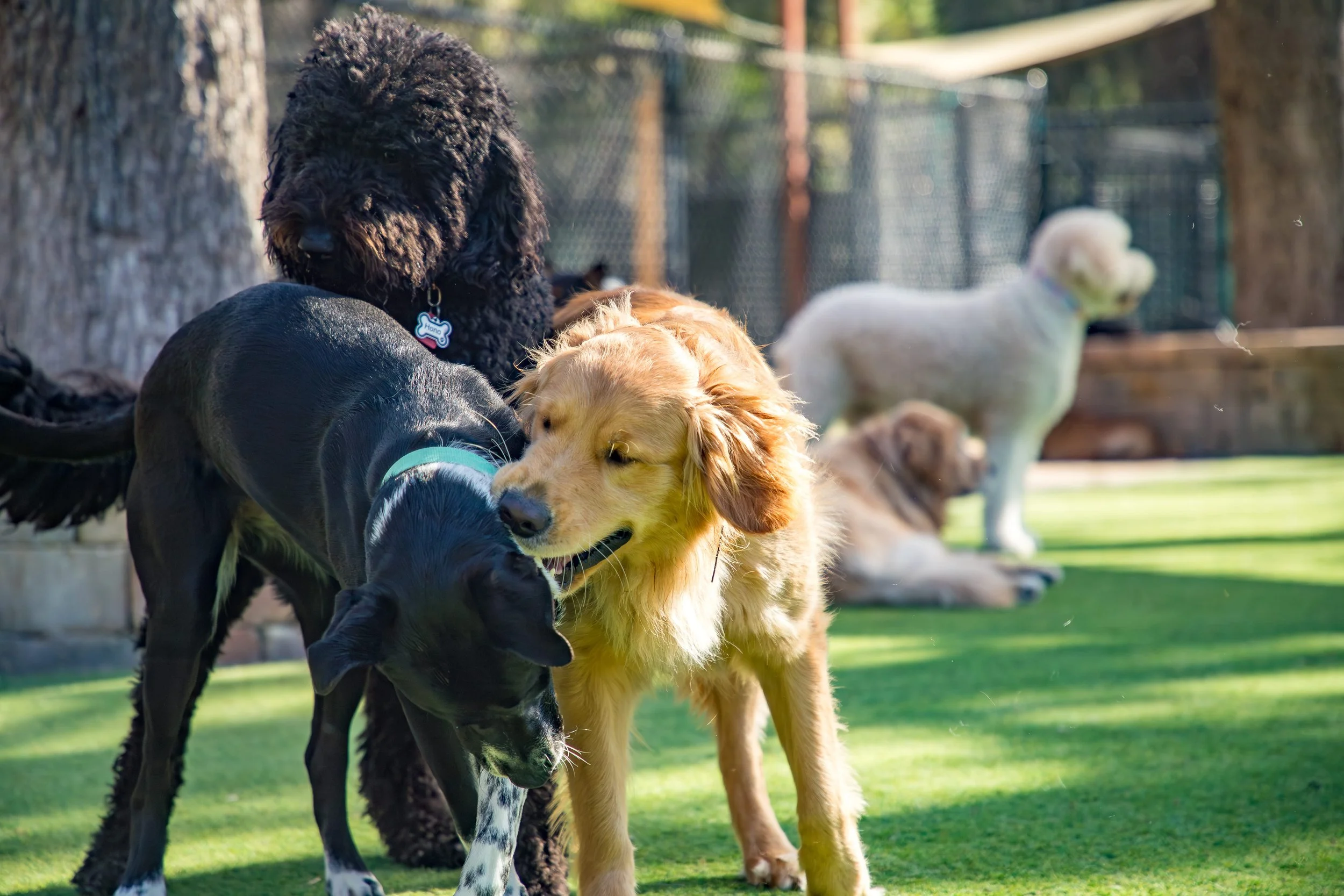 Dog Socialization Explained: Why Structure Matters More Than Just Play ...