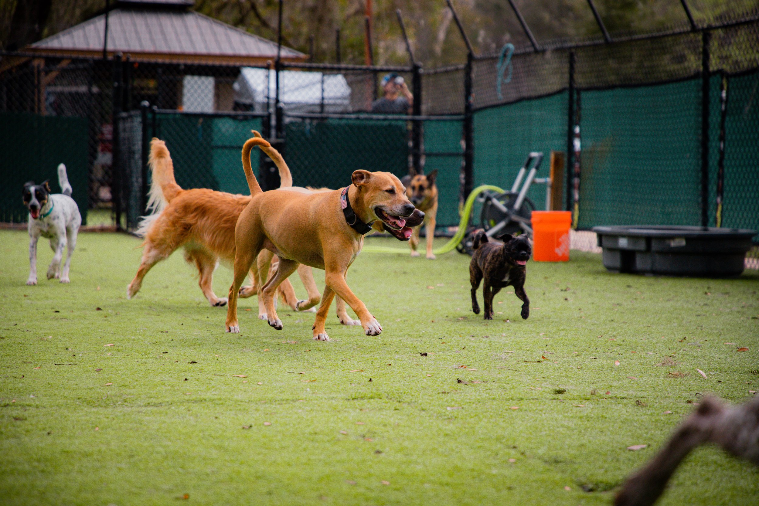 Dog Socialization Explained: Why Structure Matters More Than Just Play ...