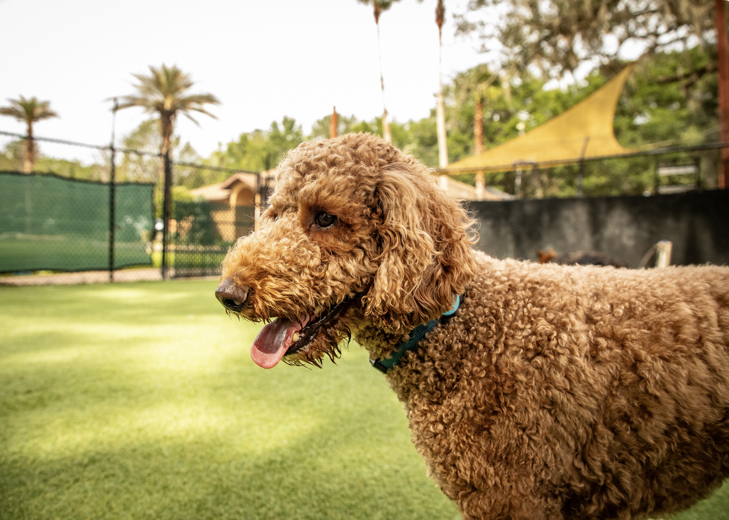 dog and a camera