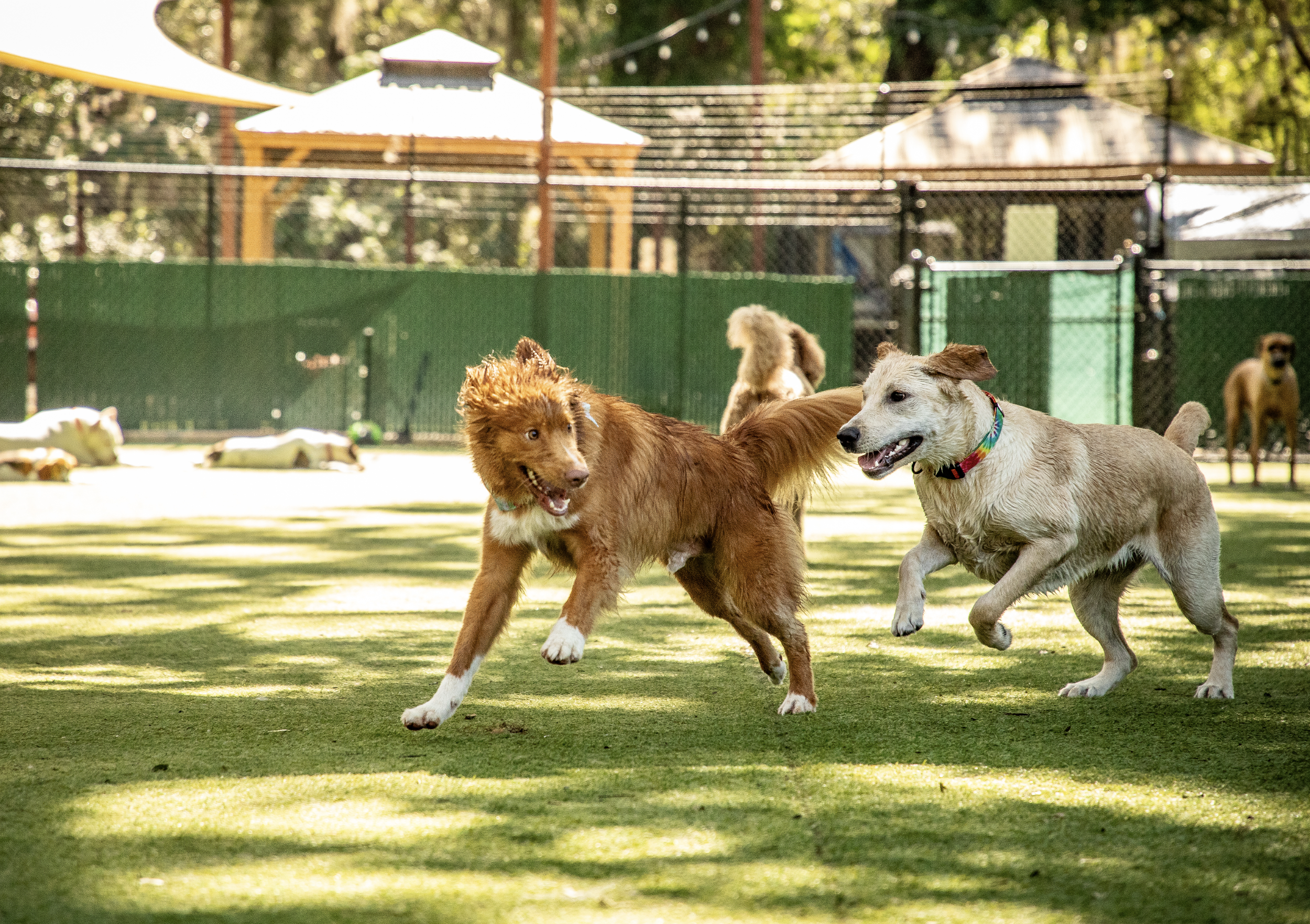 2 happy dogs running