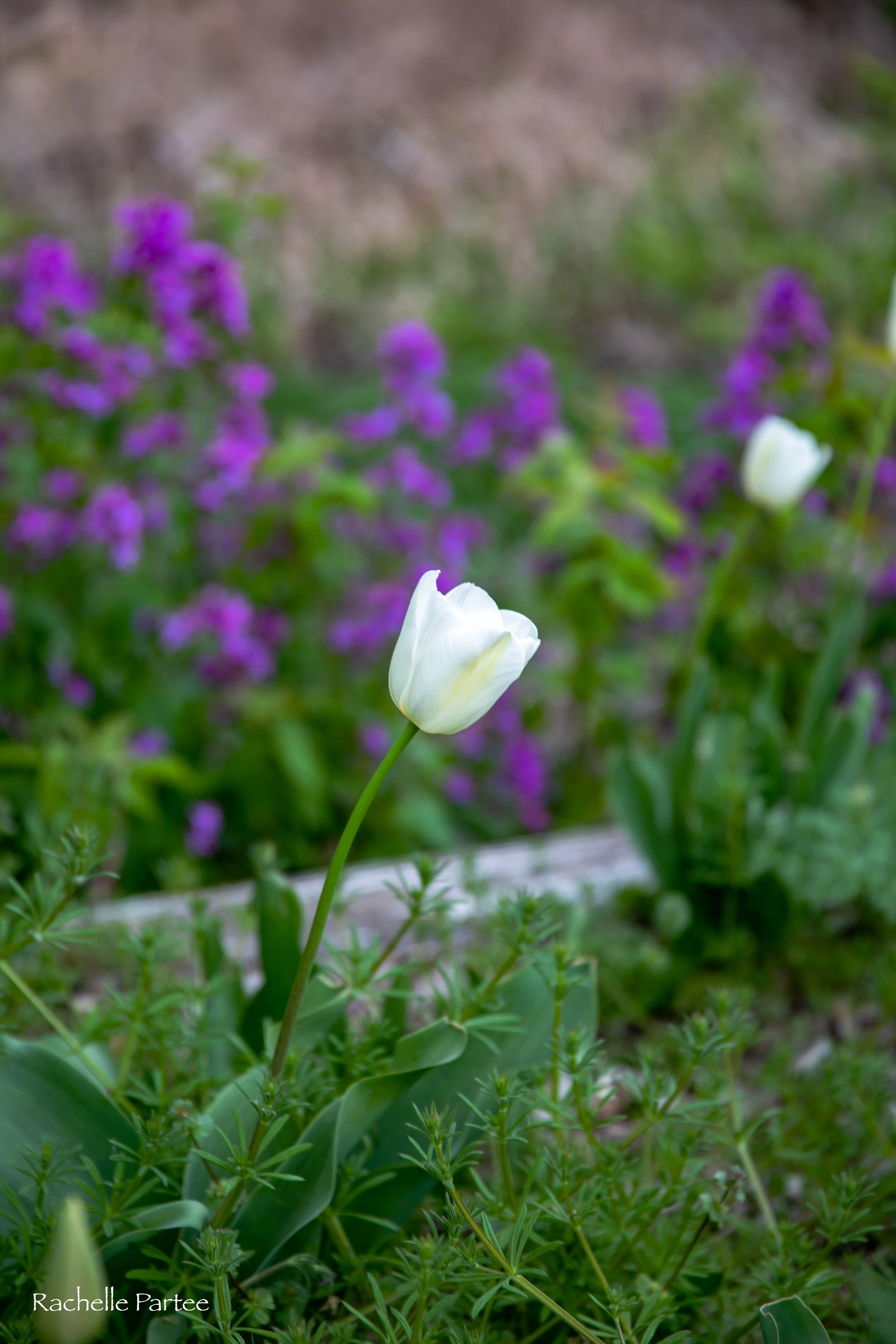 white tulip purple.jpg