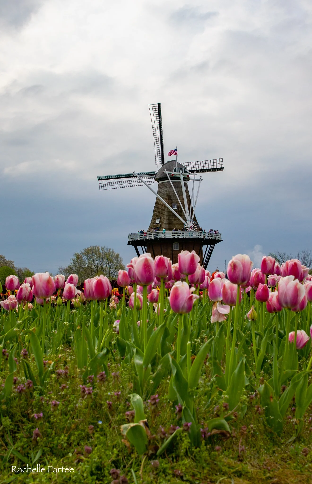 tulip windmill small file.jpg