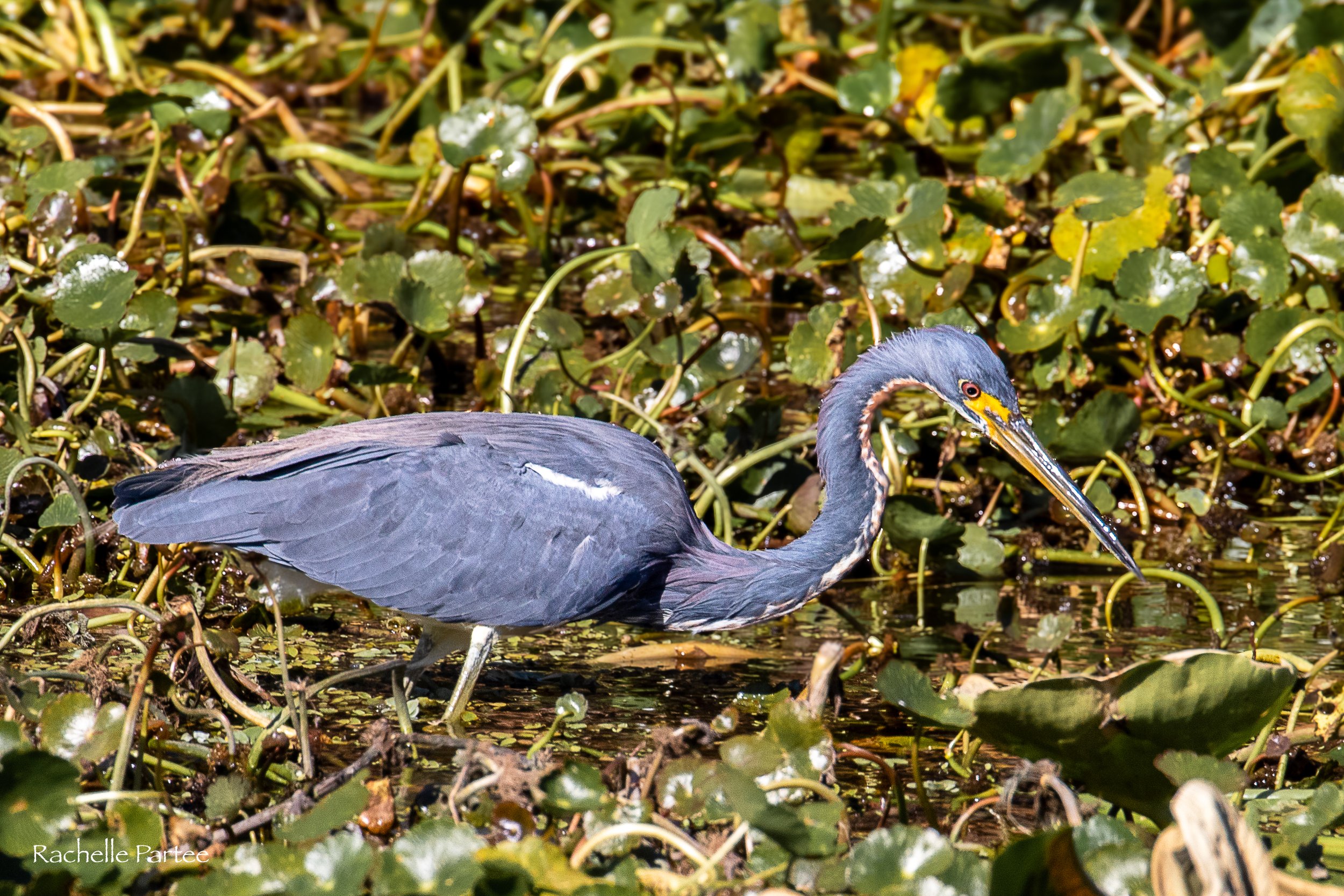  Blue pink large  file.jpg