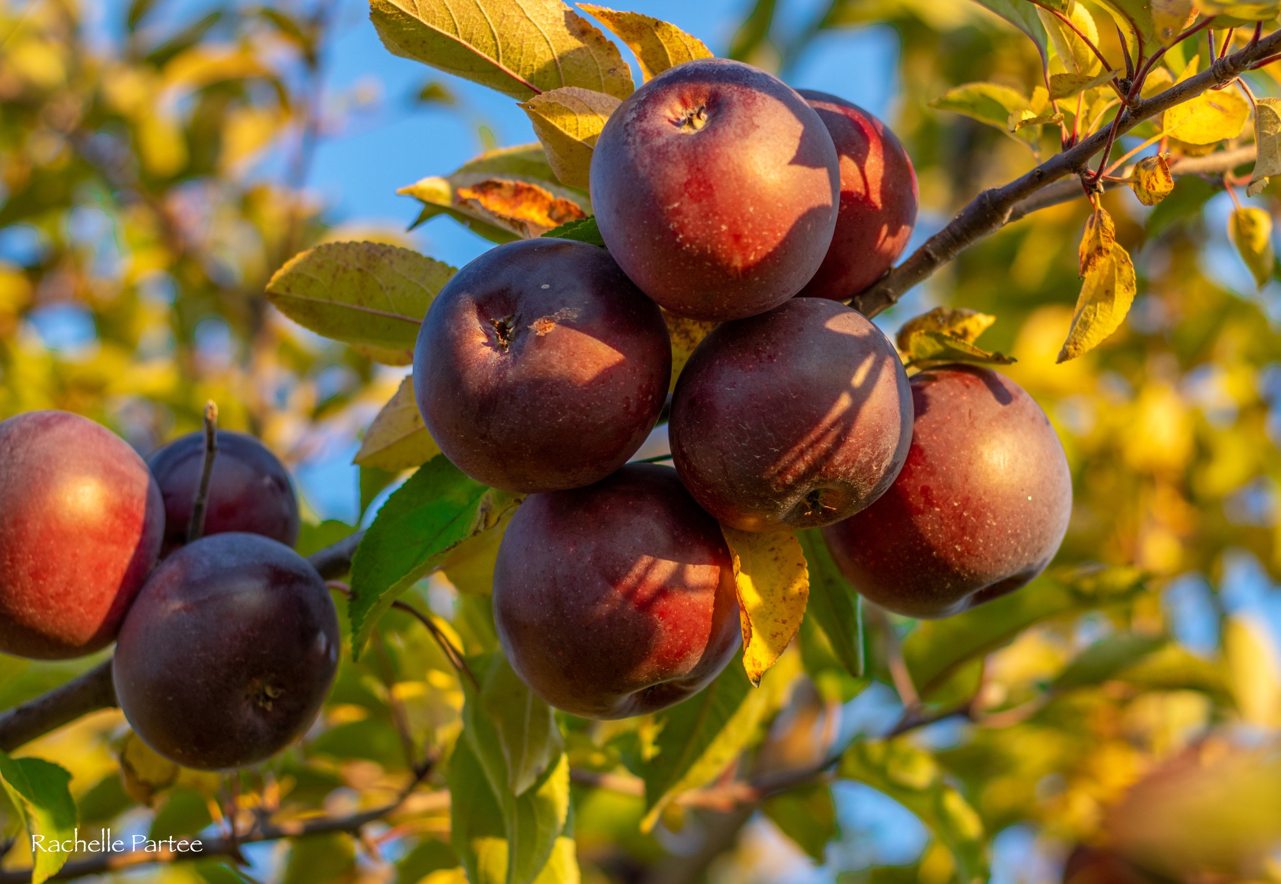 apples fall Michigan apple orchard
