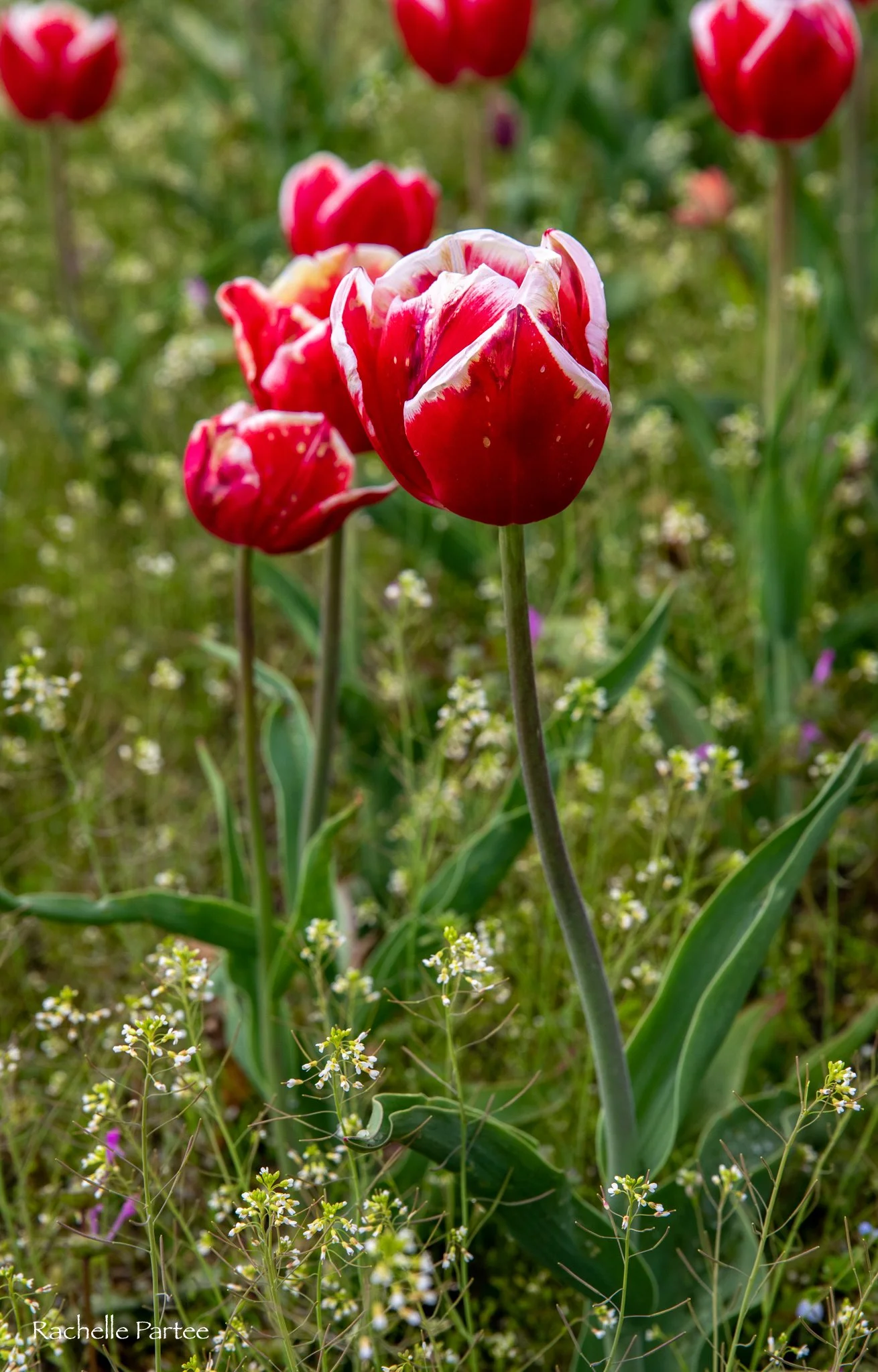 red tulip small file.jpg