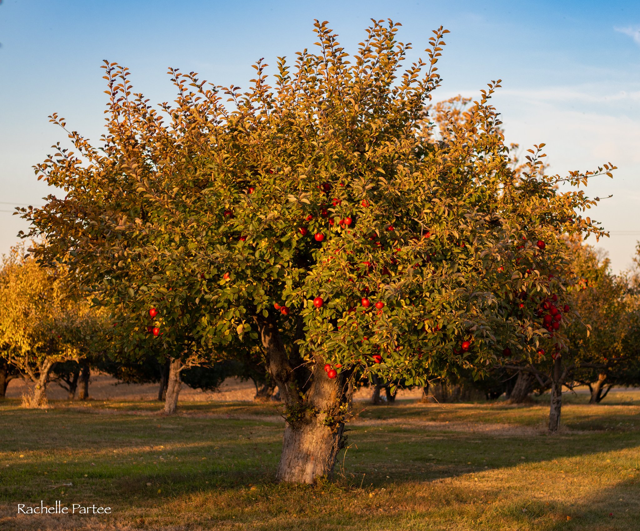 Fall 2022 apple tree small 2.jpg