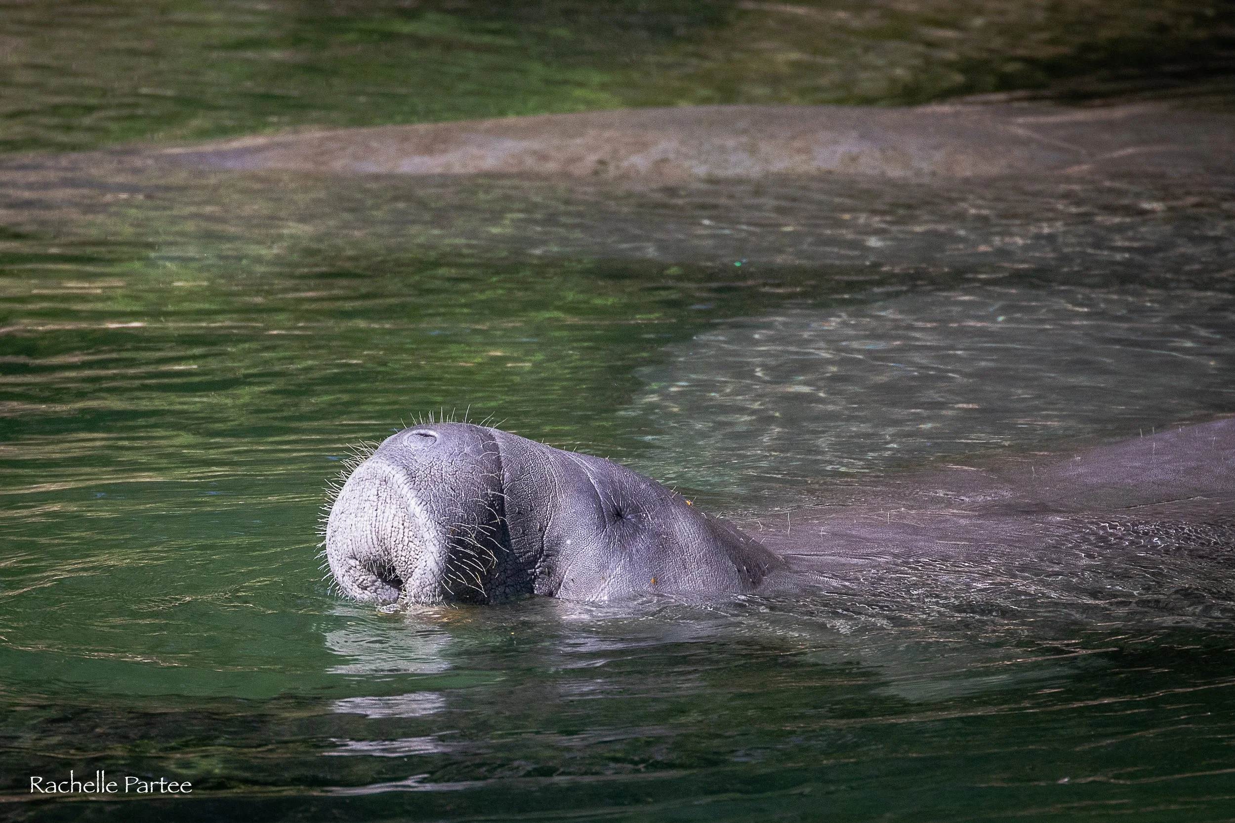 Manatee large  file.jpg