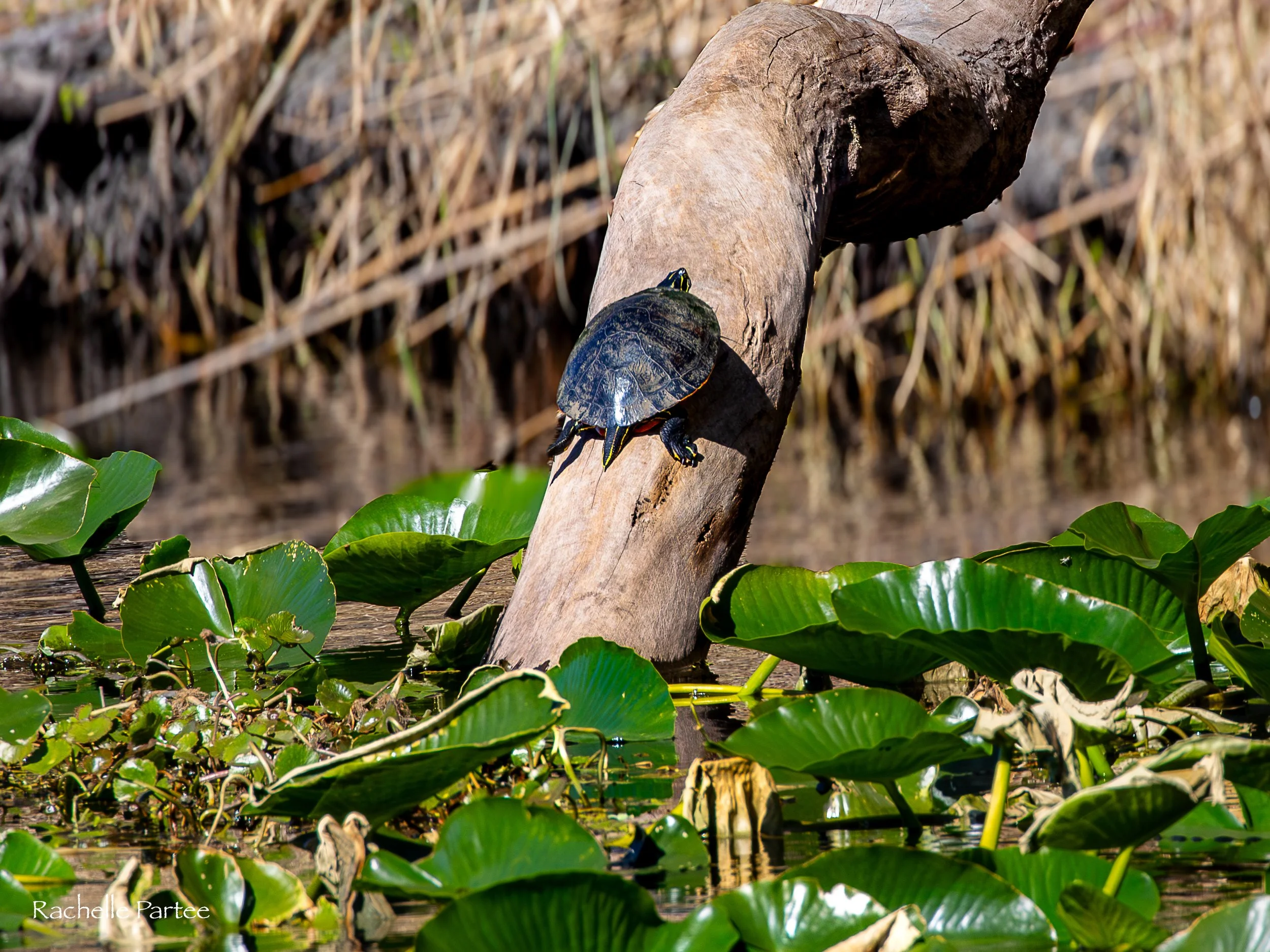  Turtle log large  file.jpg