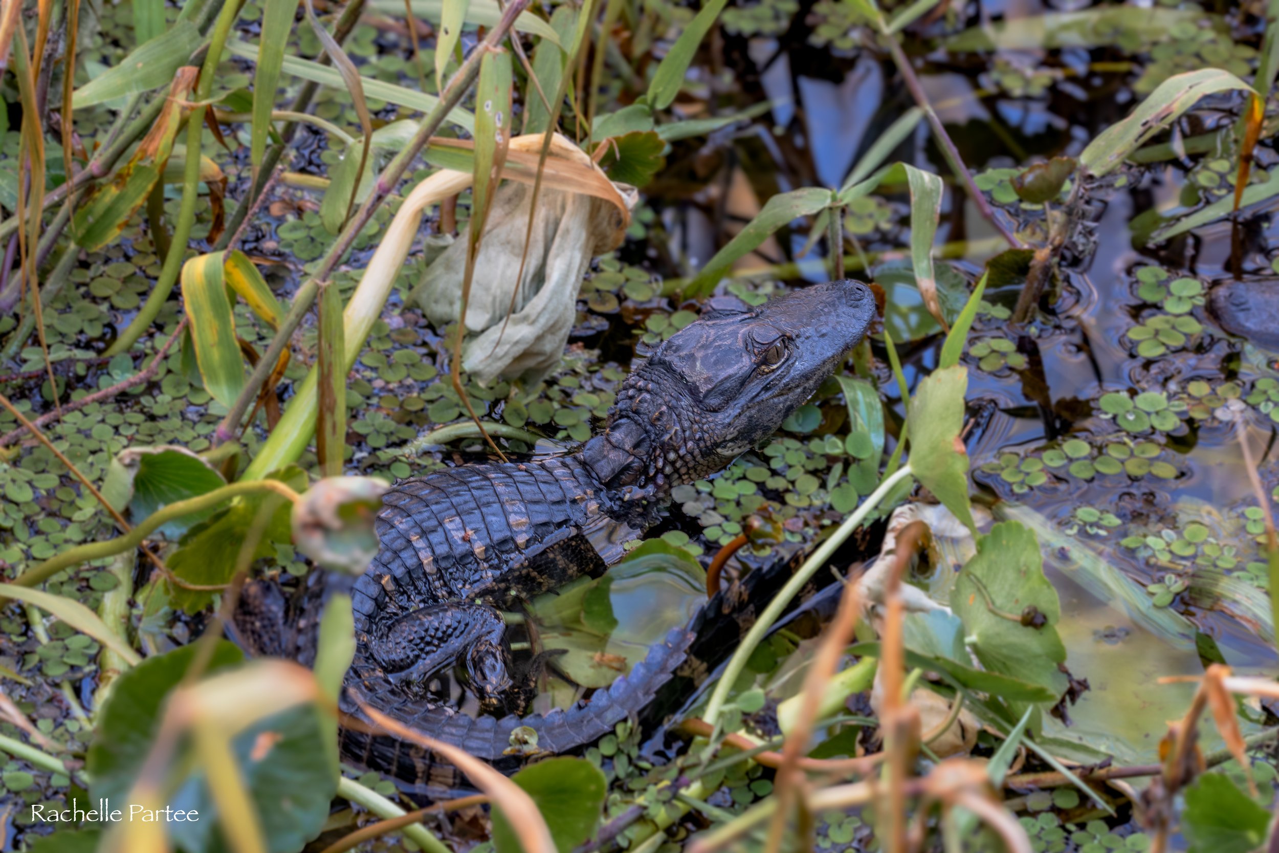  Baby gator large  file.jpg