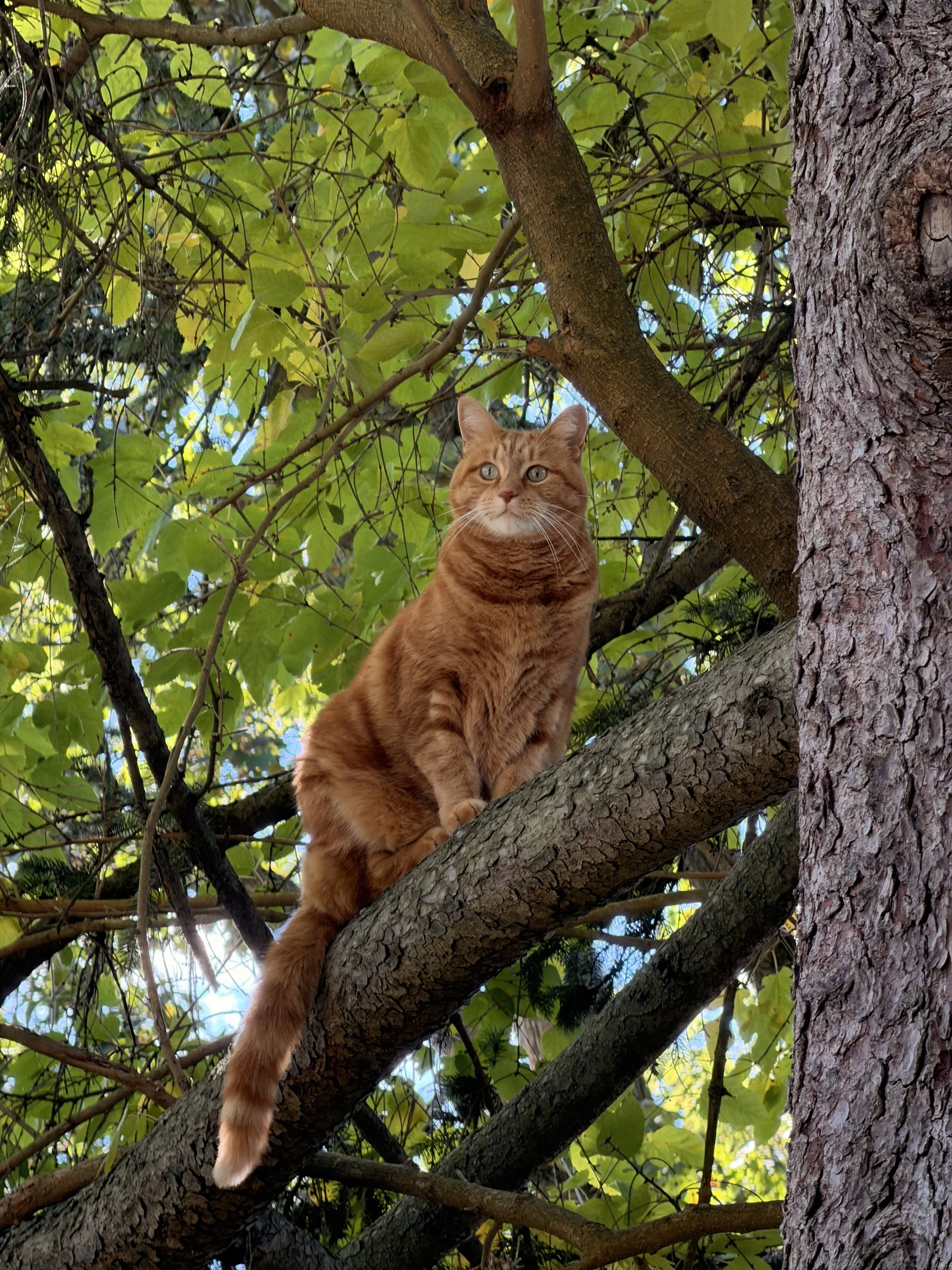 Future Project- Africa