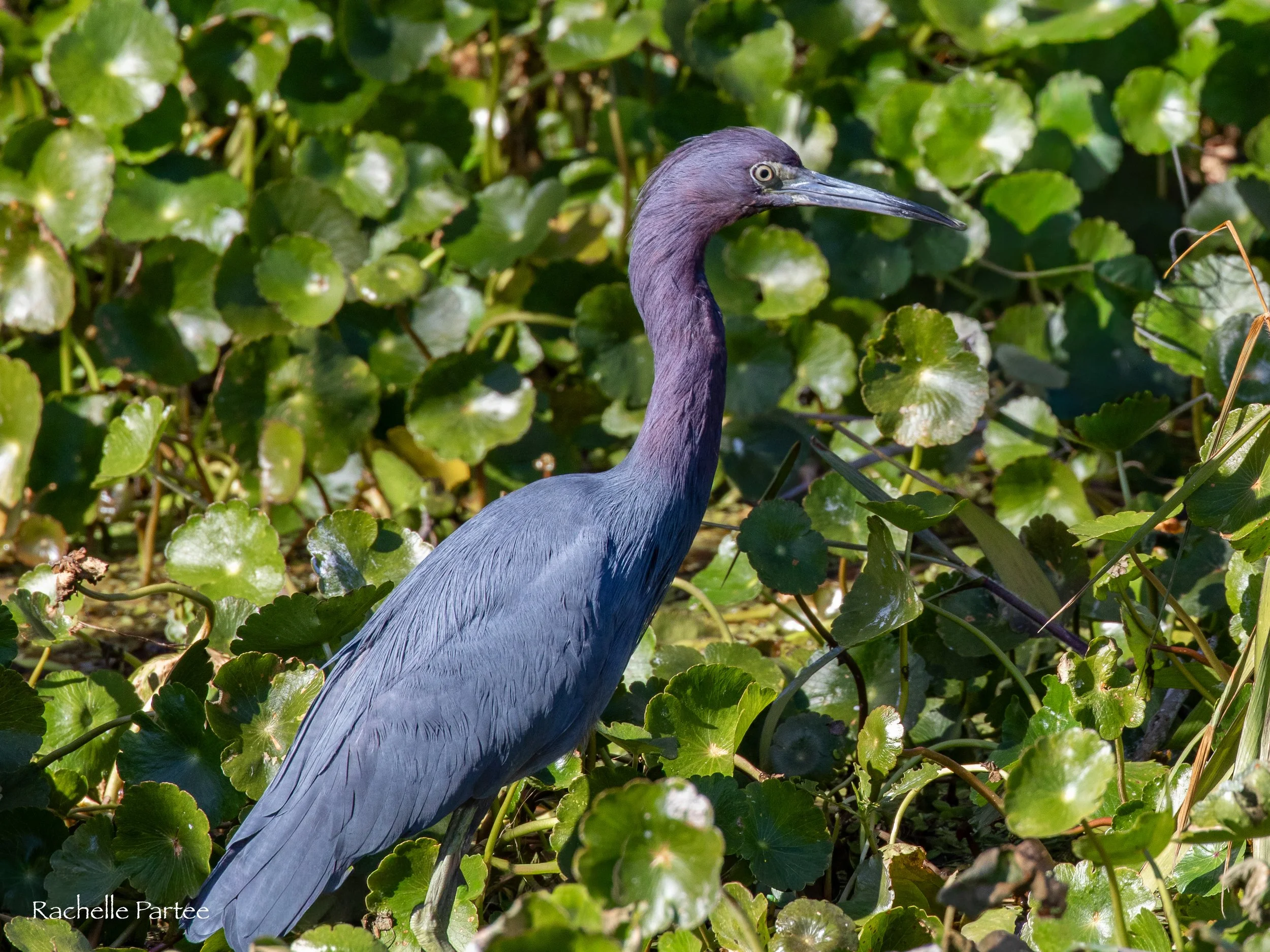Purple blue bird large file.jpg