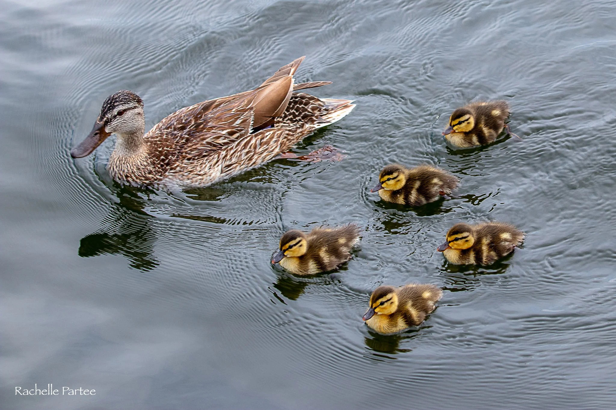 Project: Capturing Michigan Birds