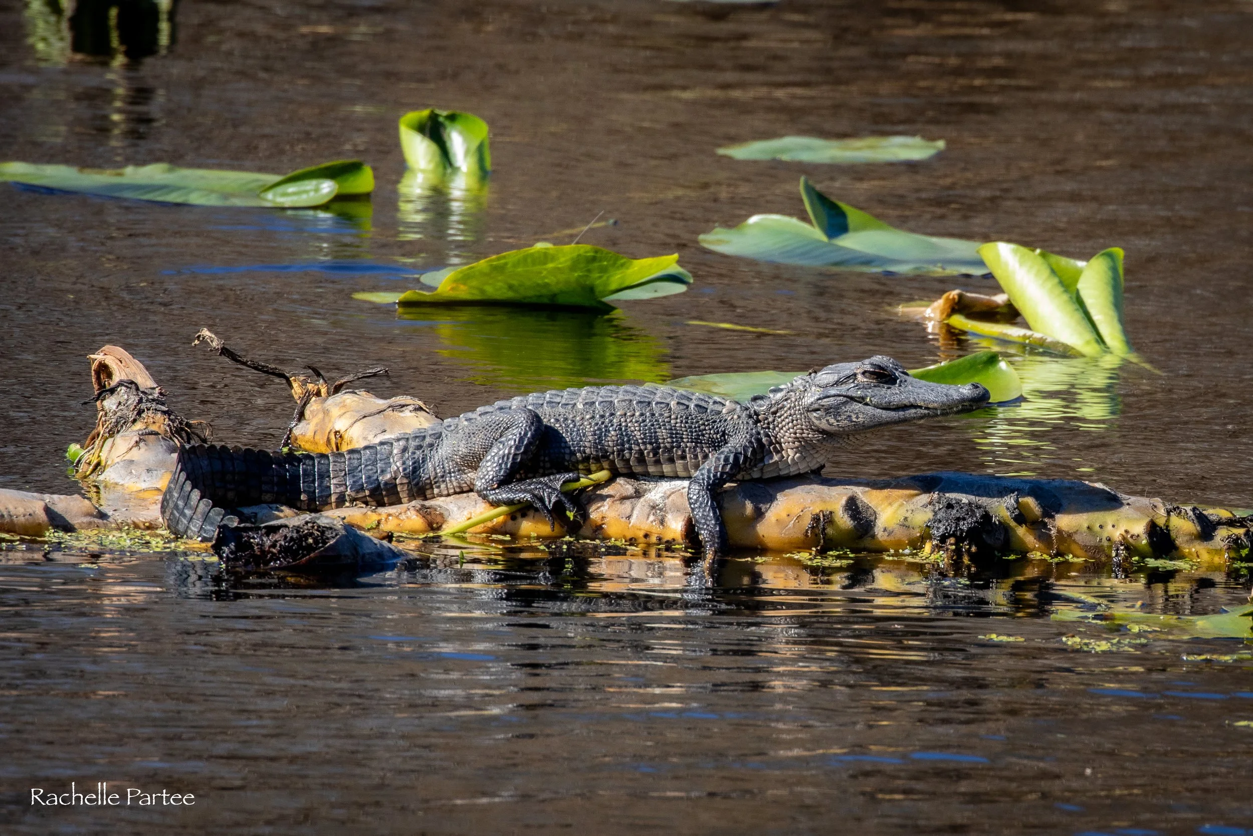 Small gator large file.jpg