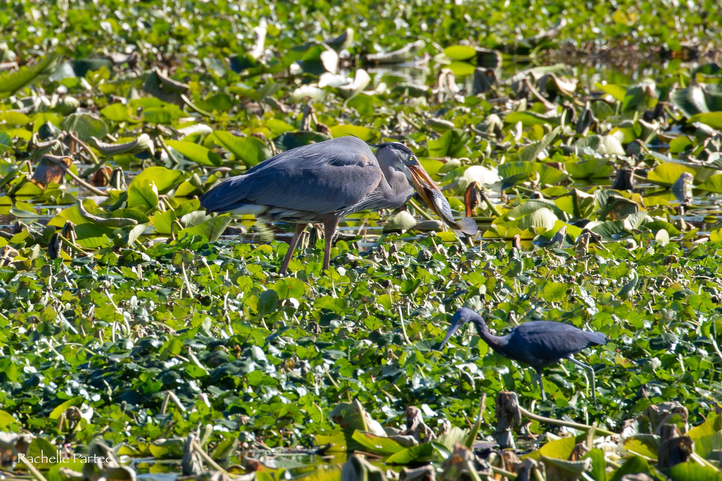 Blue Heron fish and baby large  file.jpg