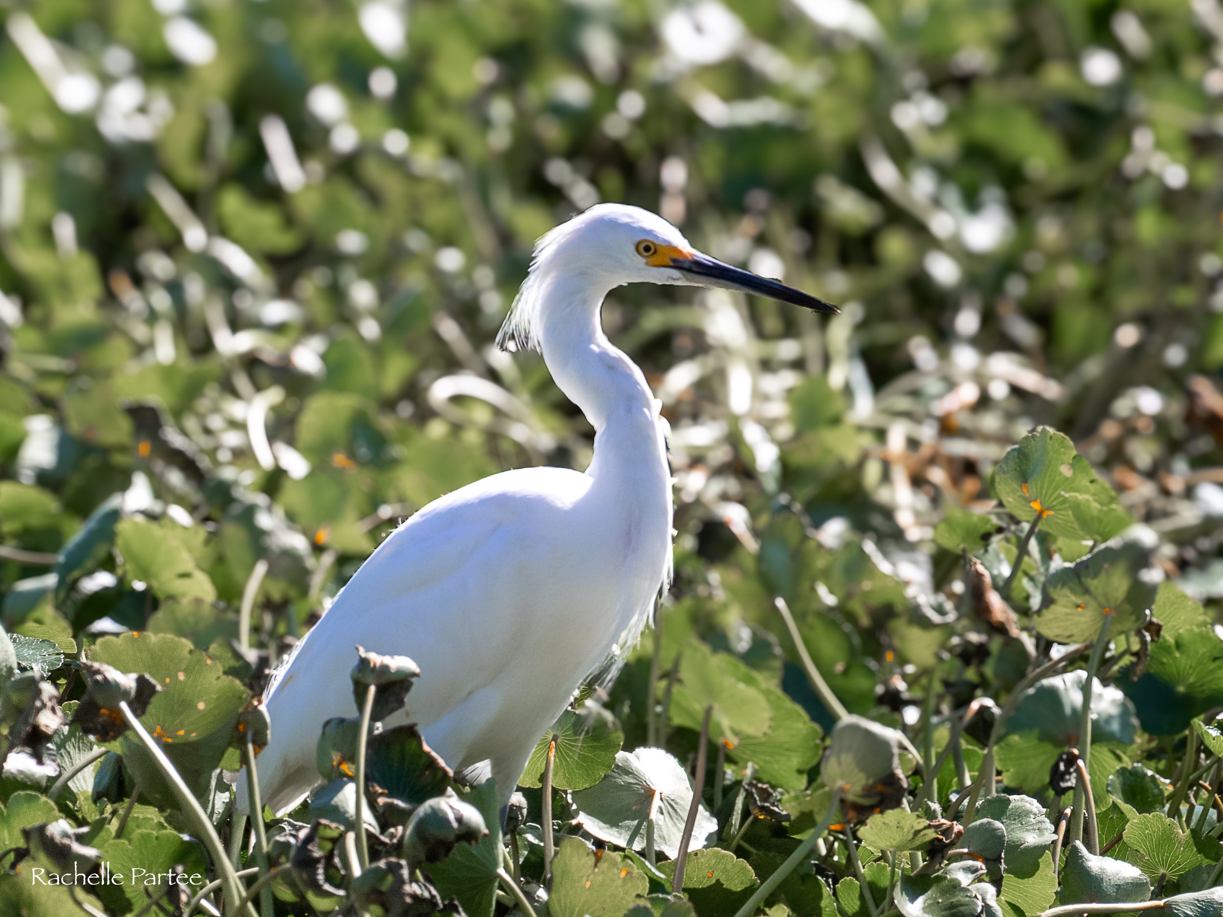  White bird large  file.jpg