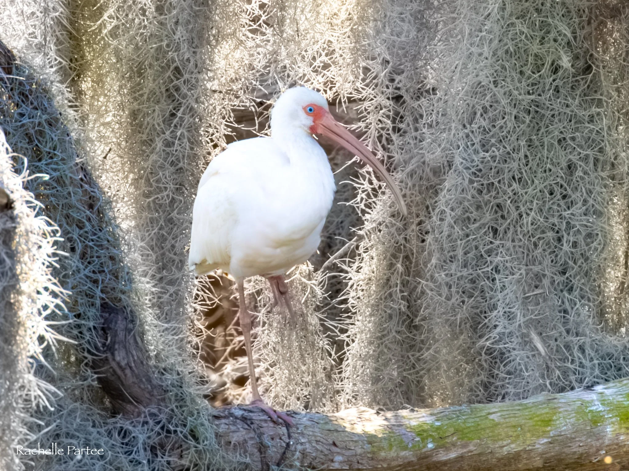 White bird moss large  file.jpg