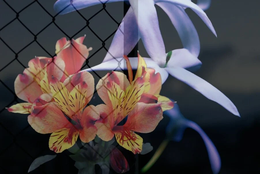 Bringing Flowers to Salinas Valley State Prison