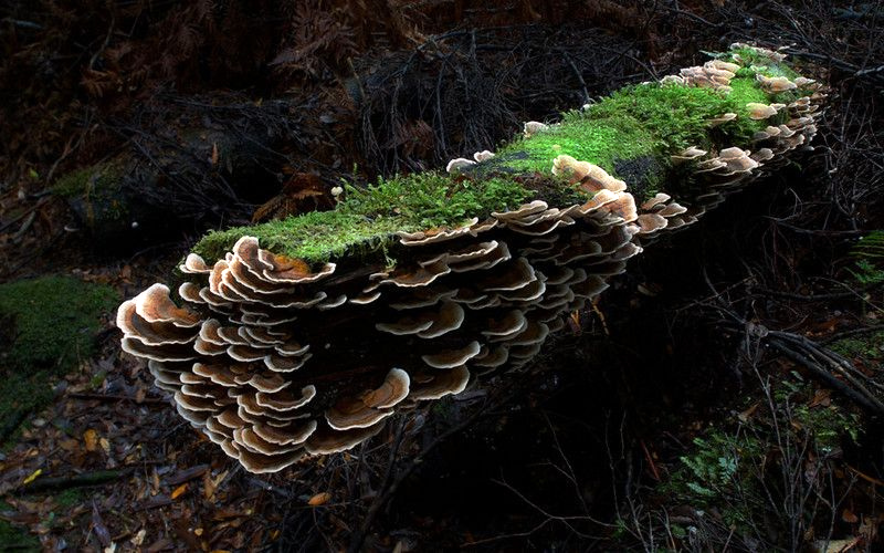 Fungus on Fallen Alder at Lookout Creek