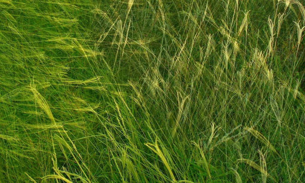 wild grasses