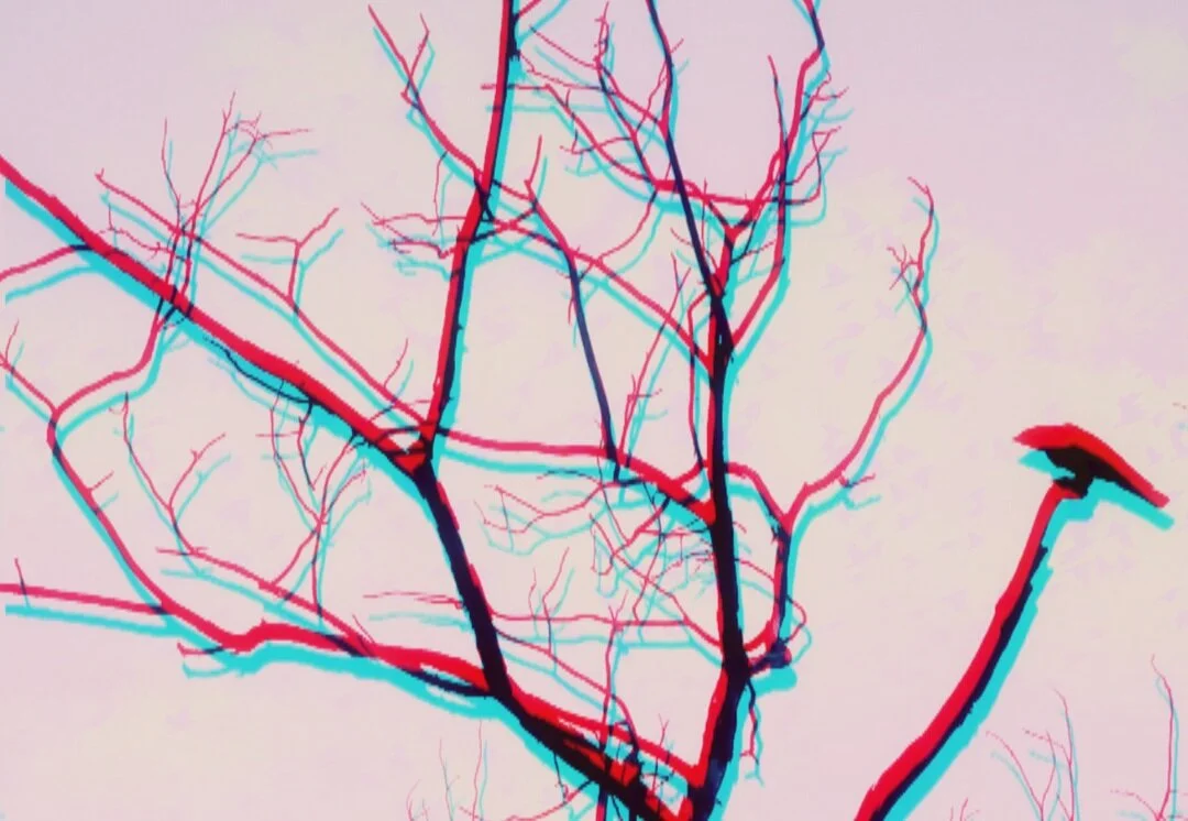 Kinship With Trees And Crows