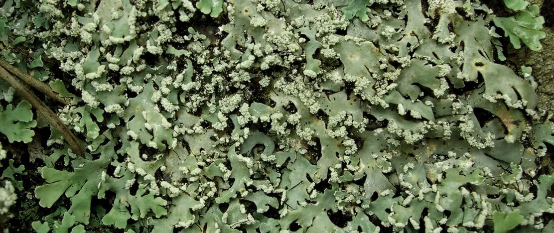 Composition: Fringe Lichen: Tilde &amp; Mãe