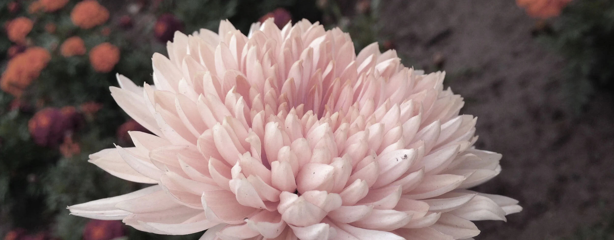 The Practice of Talking to Plants