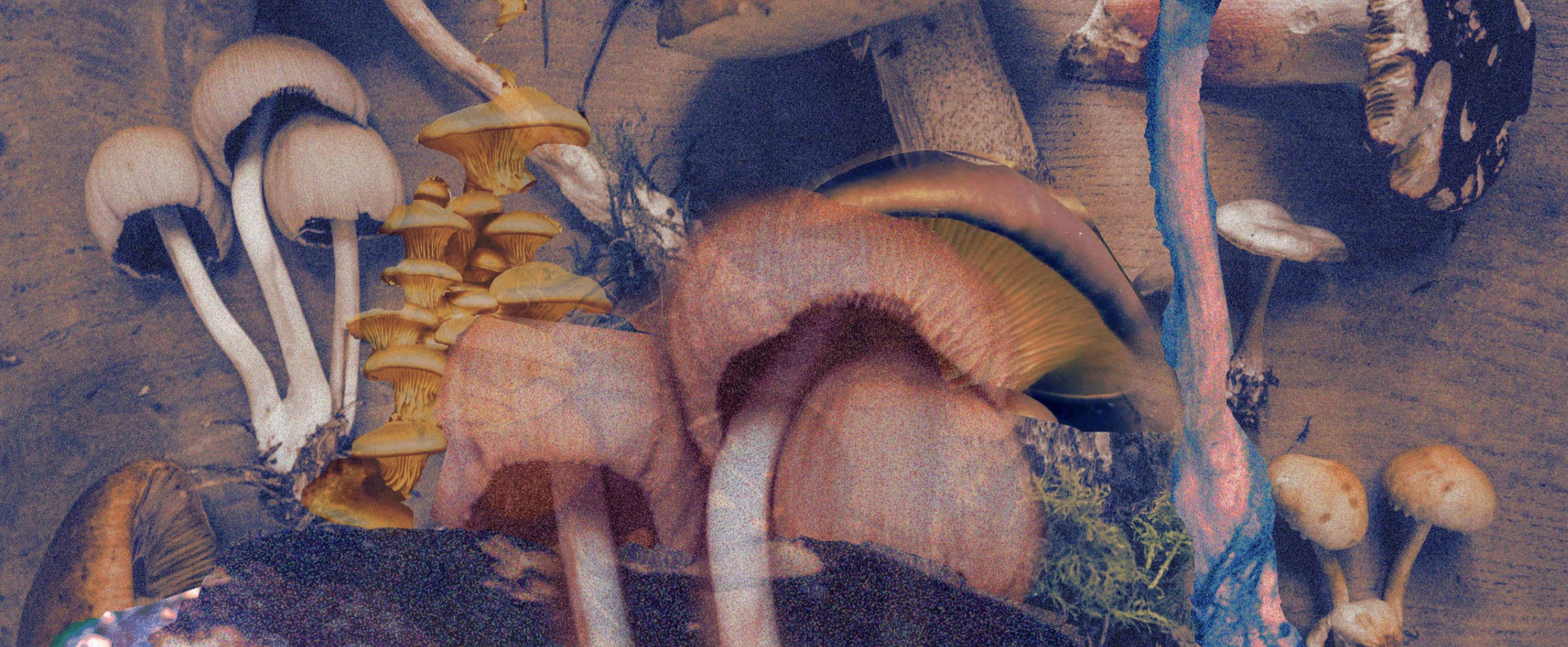 Two Gifts of Mushrooms in Two Sacks