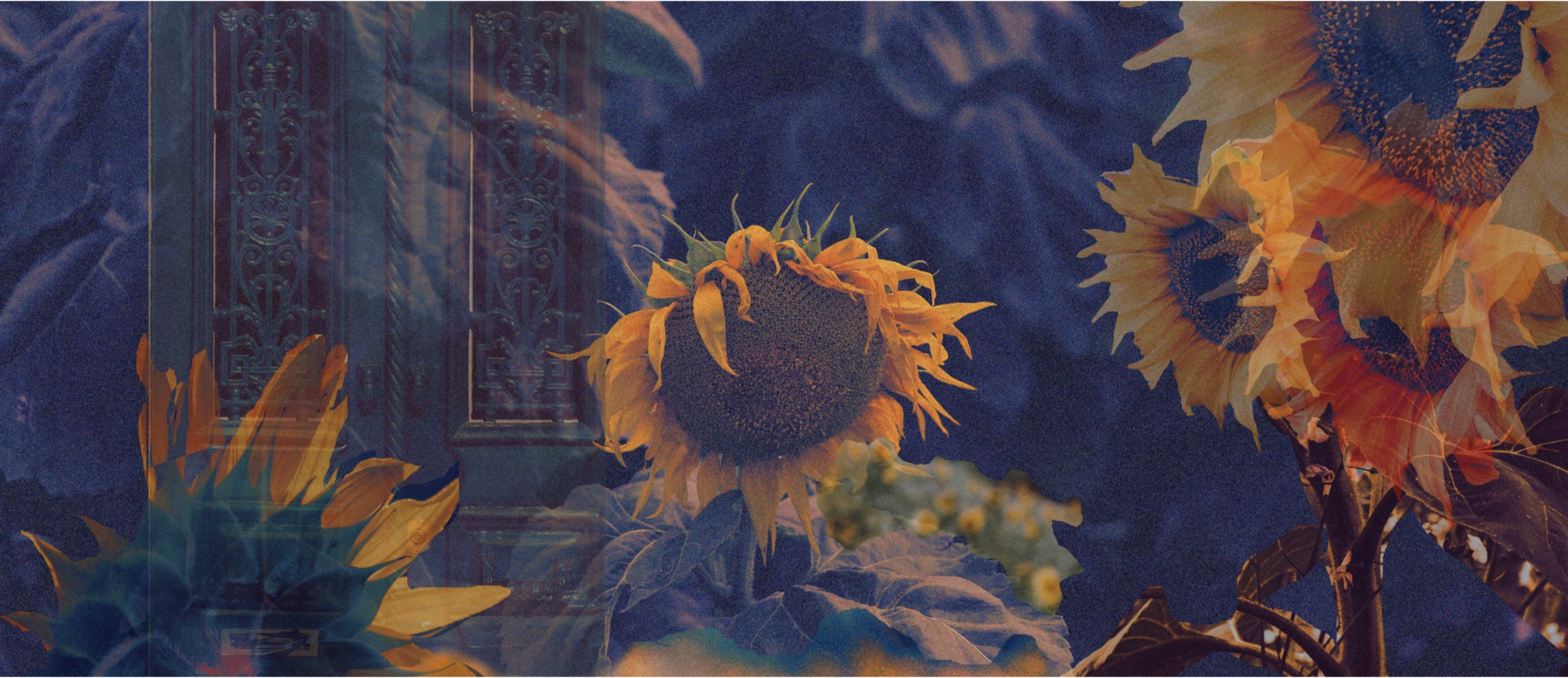 For days, the sunflowers watch me